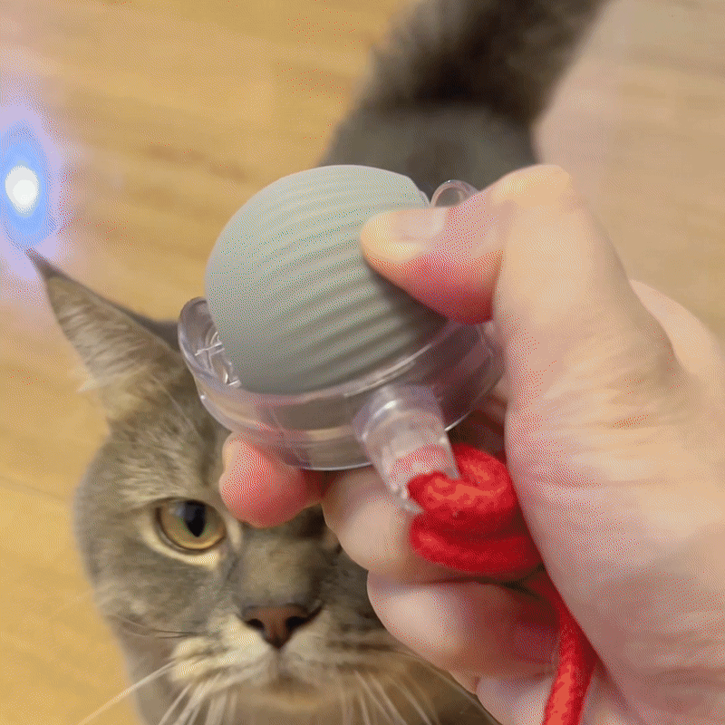 Magic Tail Interactive Cat Toy